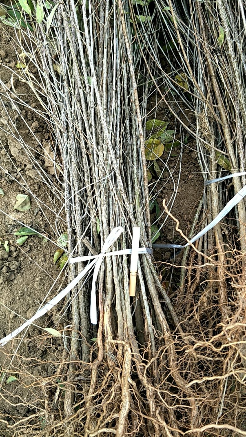 山桃苗