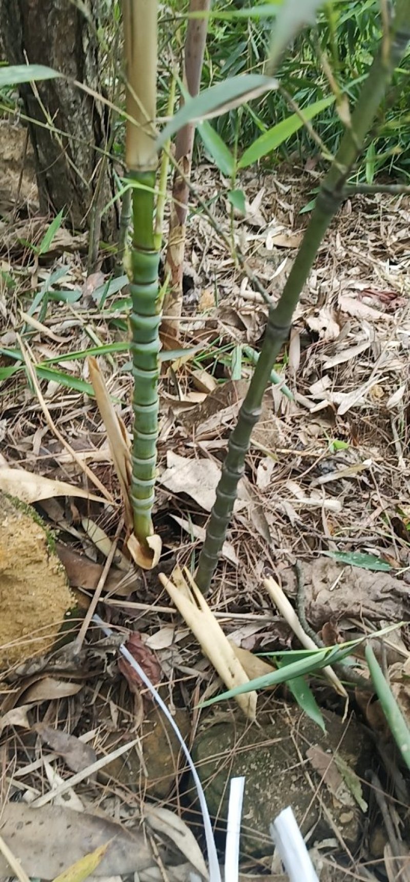 罗汉竹