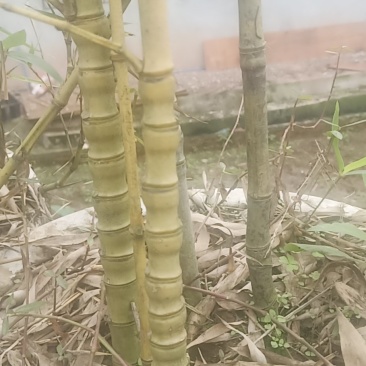 罗汉竹