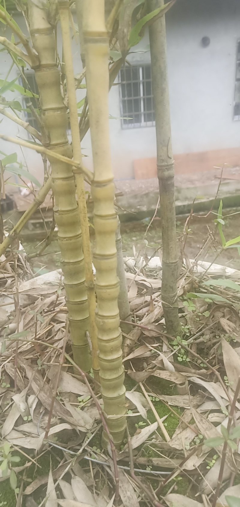 罗汉竹