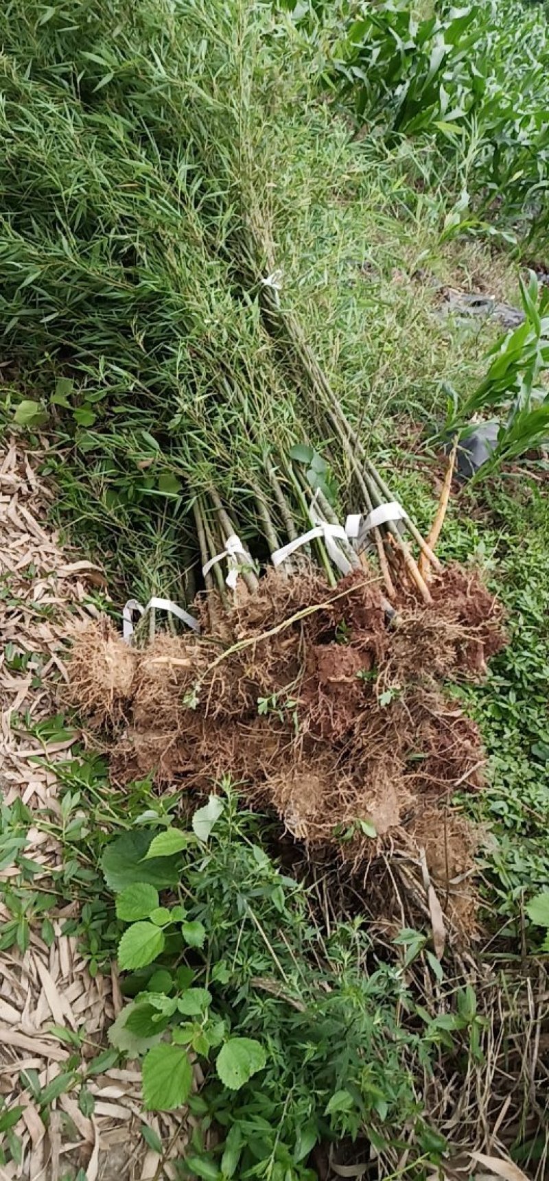 罗汉竹