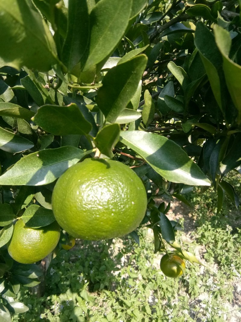 芦柑鲜果