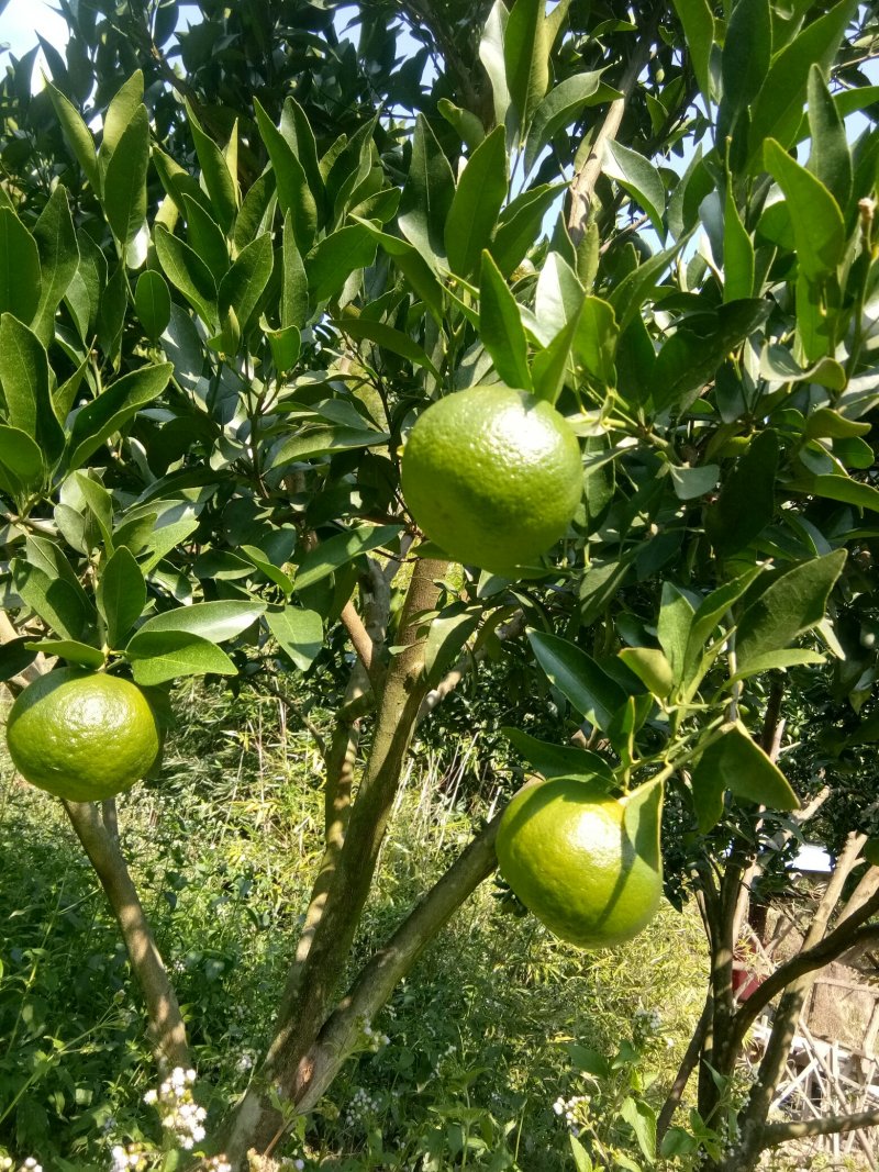 芦柑鲜果