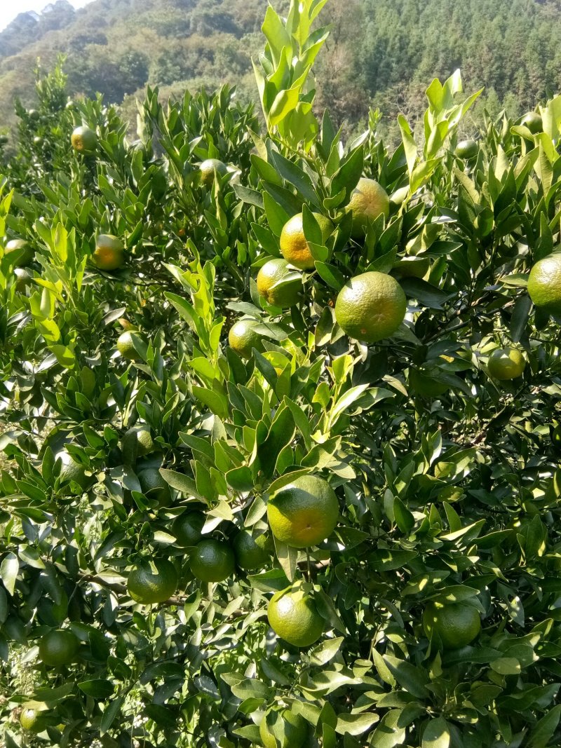 芦柑鲜果