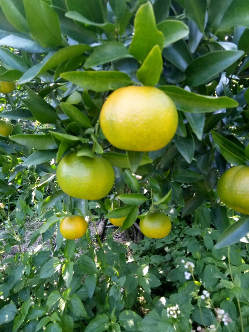 芦柑鲜果