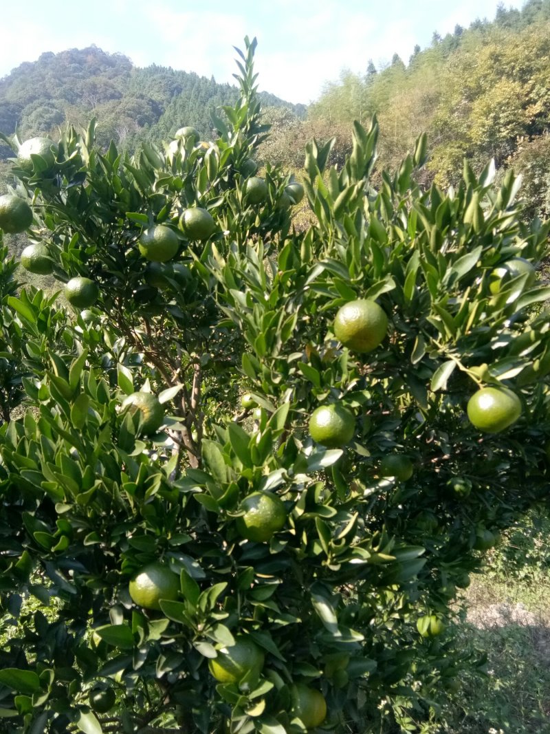 芦柑鲜果