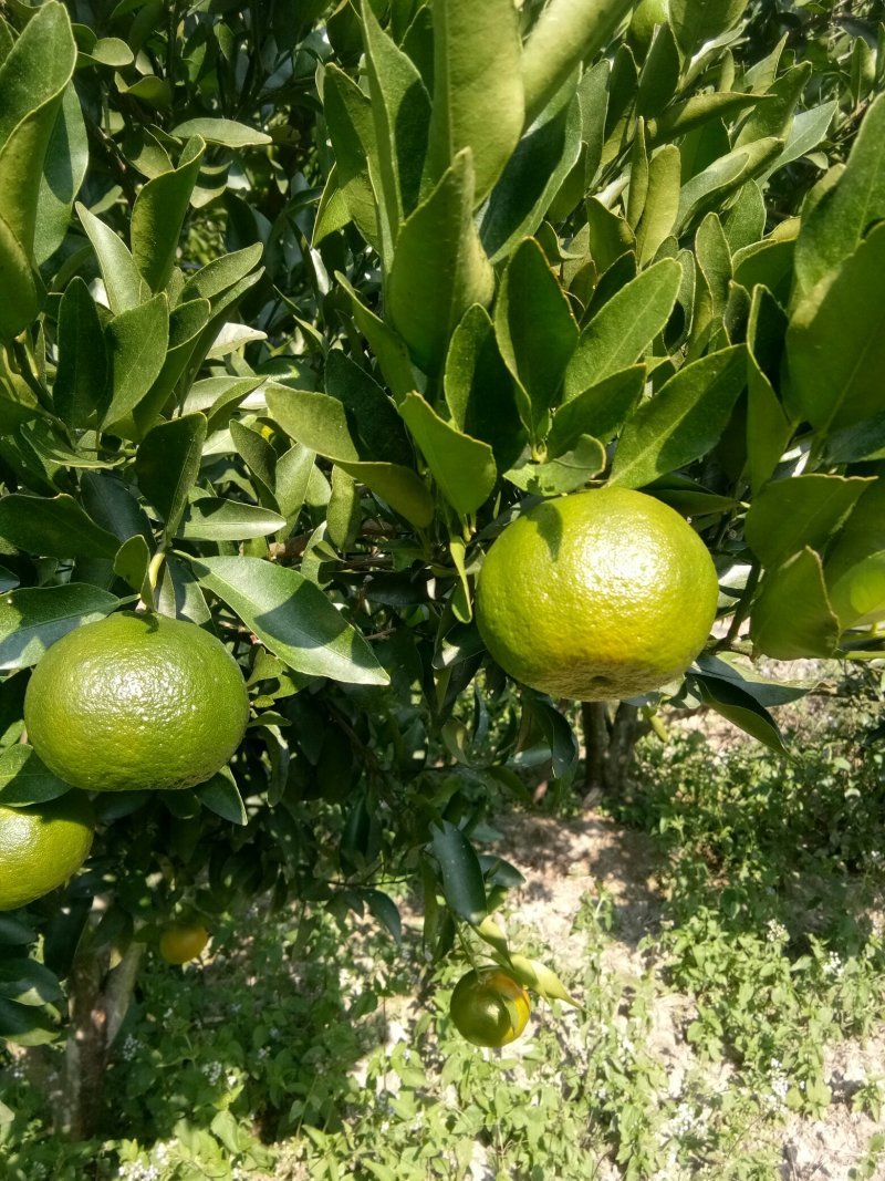 芦柑鲜果