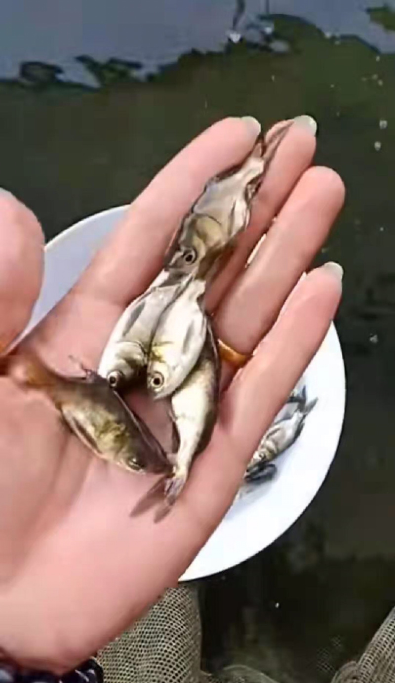 缩骨大头鱼苗仙骨大头鱼苗（基地直供包路损）