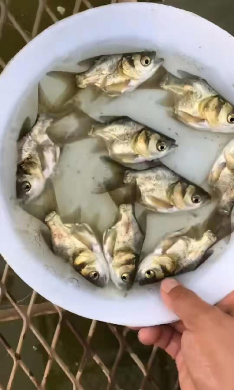 缩骨大头鱼苗仙骨大头鱼苗（基地直供包路损）