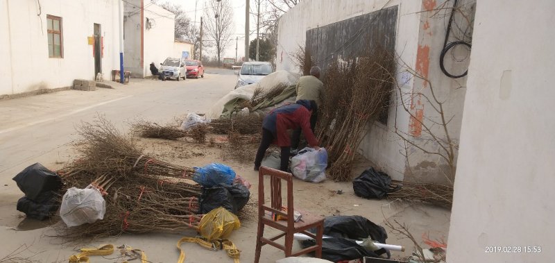 河南荥阳老兵突尼斯软籽石榴苗/地径约2cm保湿发货