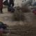 河南荥阳老兵突尼斯软籽石榴苗/地径约2cm保湿发货