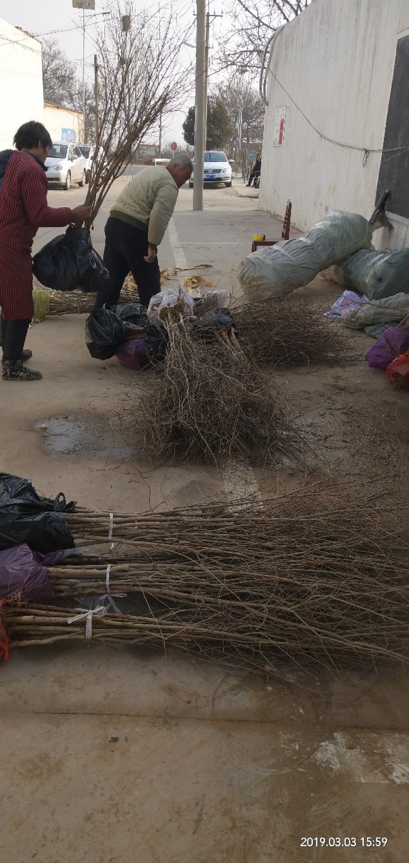 河南荥阳老兵突尼斯软籽石榴苗/地径约2cm保湿发货