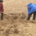河南荥阳老兵突尼斯软籽石榴苗/地径约2cm保湿发货
