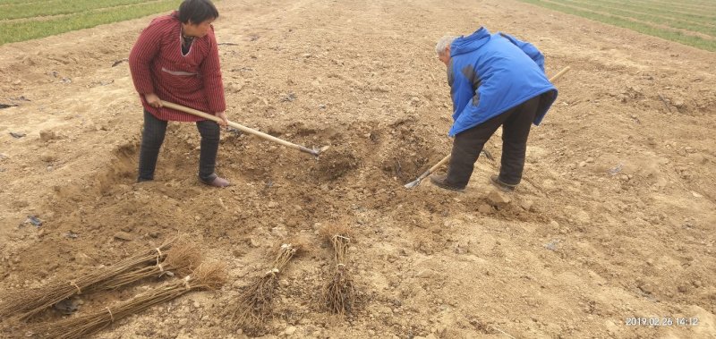 河南荥阳老兵突尼斯软籽石榴苗/地径约2cm保湿发货
