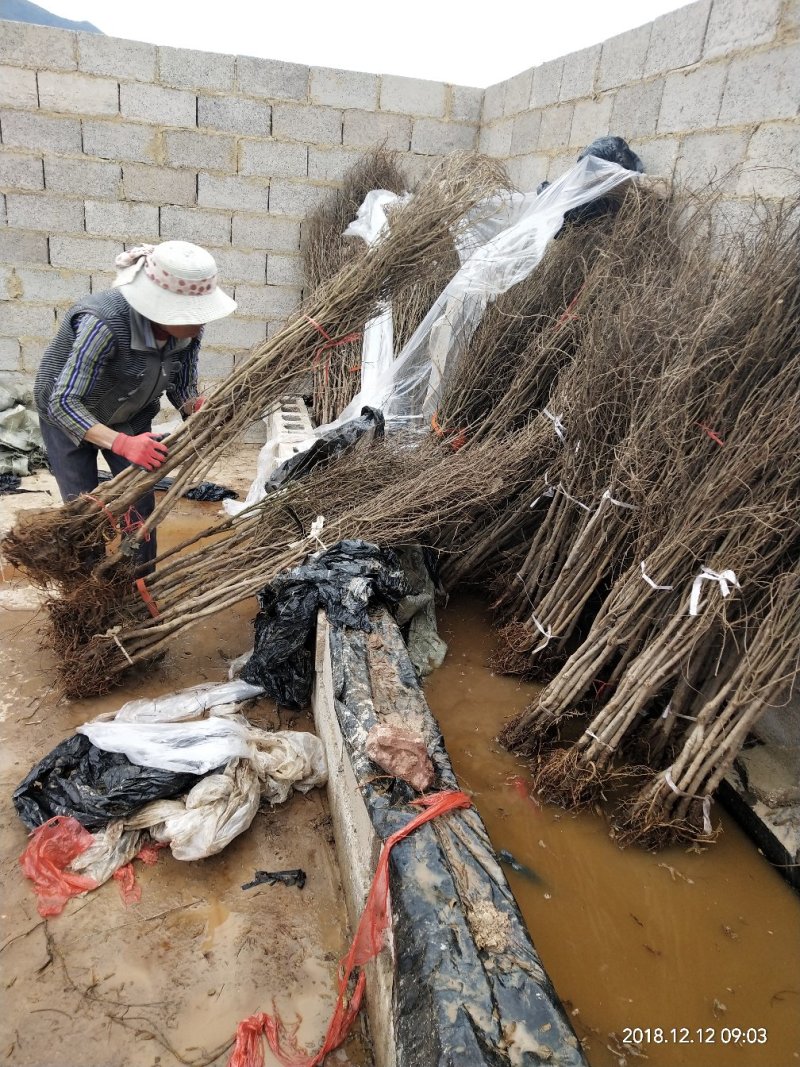 河南荥阳老兵突尼斯软籽石榴苗/地径约2cm保湿发货