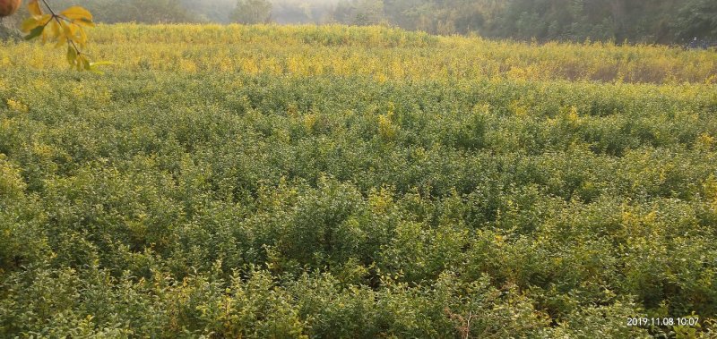 河南荥阳老兵突尼斯软籽石榴苗/地径约2cm保湿发货