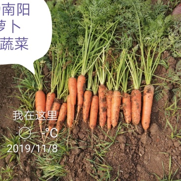 南阳市宛城区黑土地三红胡萝卜
