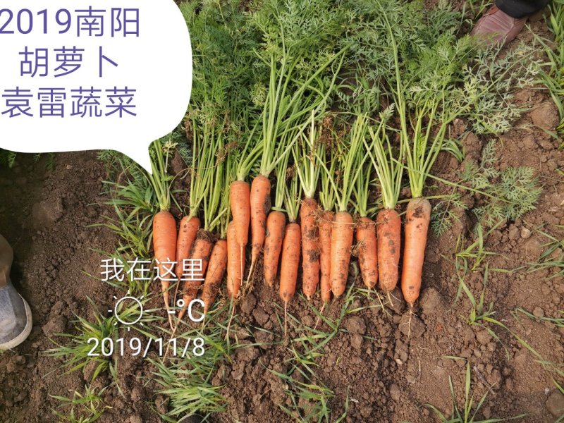 南阳市宛城区黑土地三红胡萝卜
