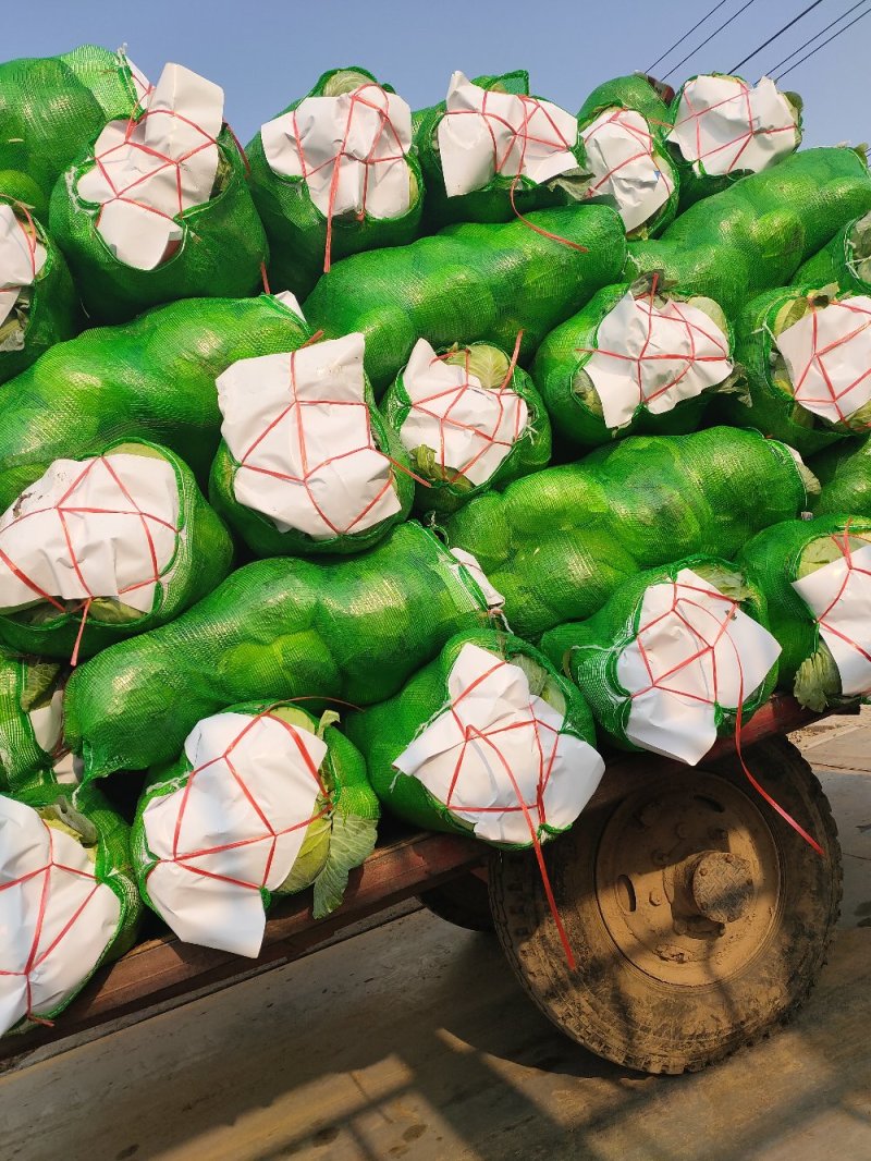湖北扁包菜绿甘蓝圆包菜保质保量对接市场加工厂超市！
