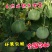 东北绿宝甜瓜绿宝石甜瓜5斤一件代发全国包邮