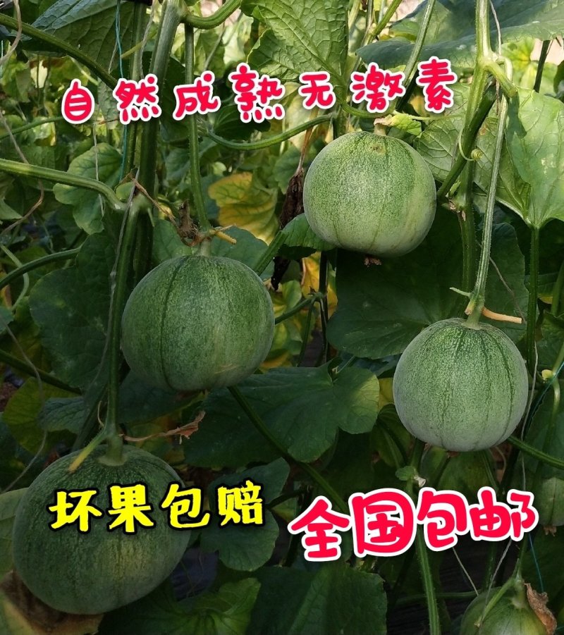 东北绿宝甜瓜绿宝石甜瓜5斤一件代发全国包邮