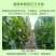 东北绿宝甜瓜绿宝石甜瓜5斤一件代发全国包邮