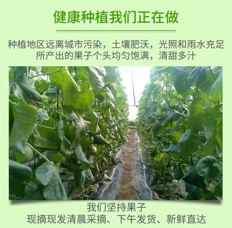 东北绿宝甜瓜绿宝石甜瓜5斤一件代发全国包邮
