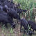 正宗努比亚黑山羊50-80斤