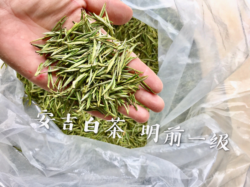 原产地安吉白茶明前一级500克自封袋简包茶场直供