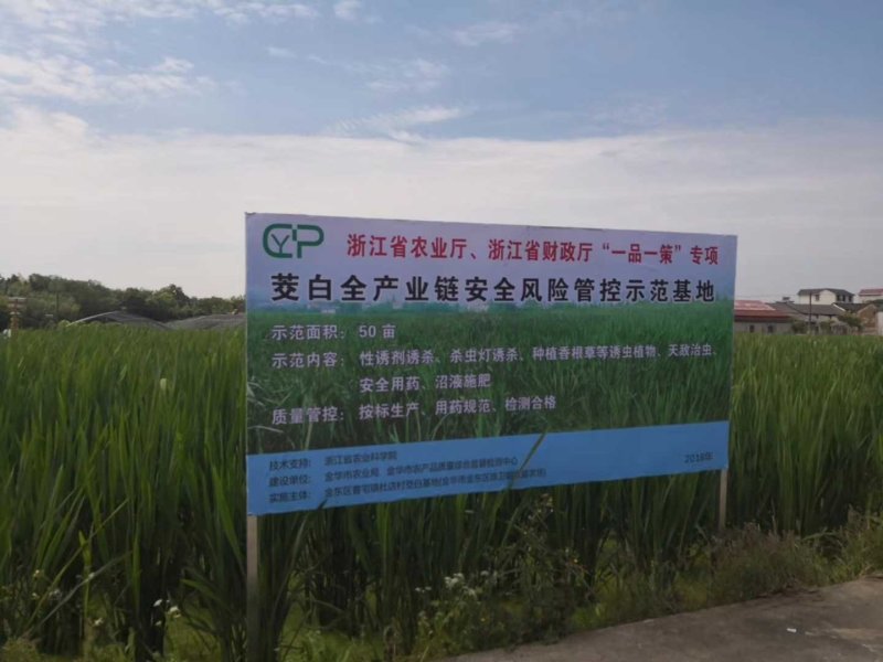 茭白种苗，浙江金华直发浙茭7号，浙茭3号双季茭白苗
