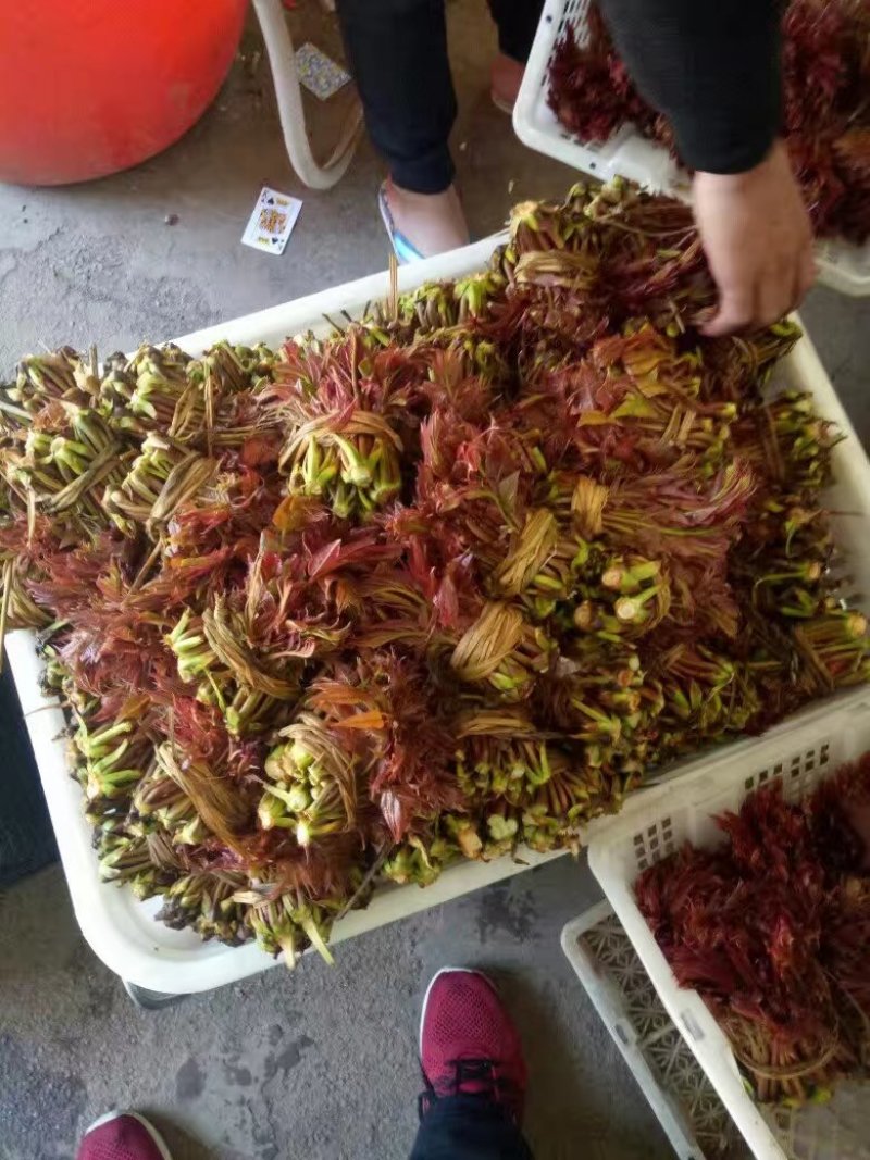香椿芽鲜品全国批发零售