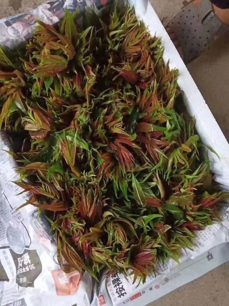香椿芽鲜品全国批发零售