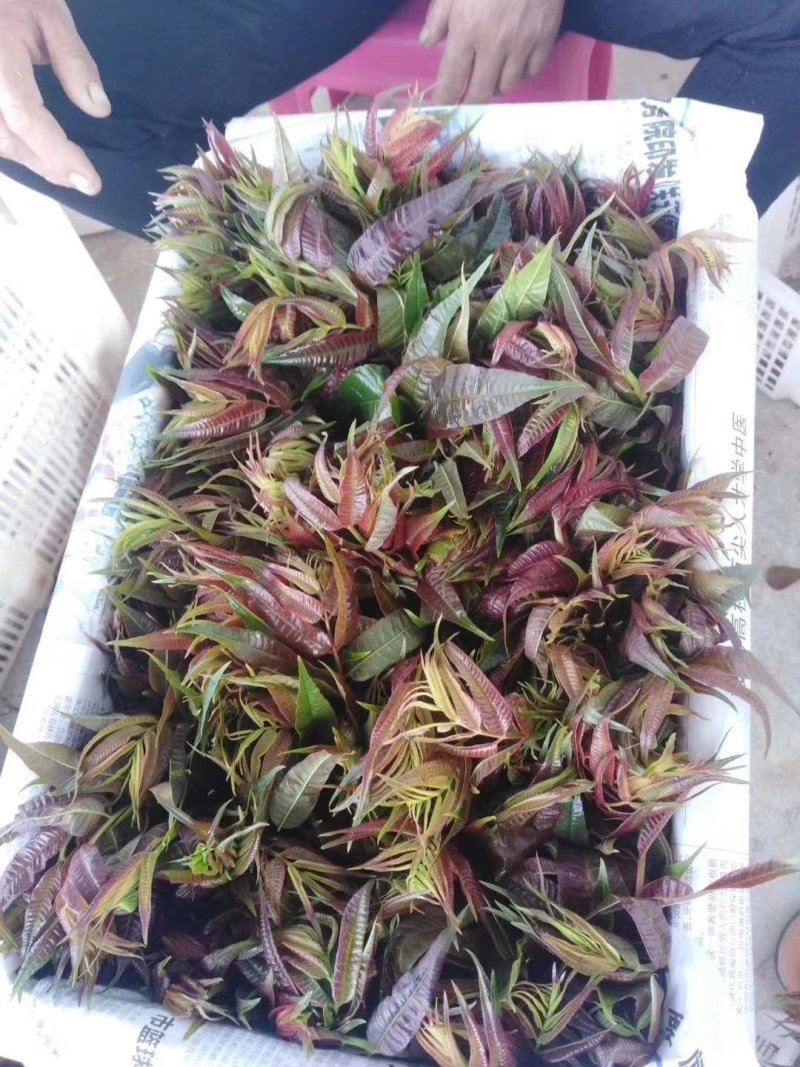 香椿芽鲜品全国批发零售