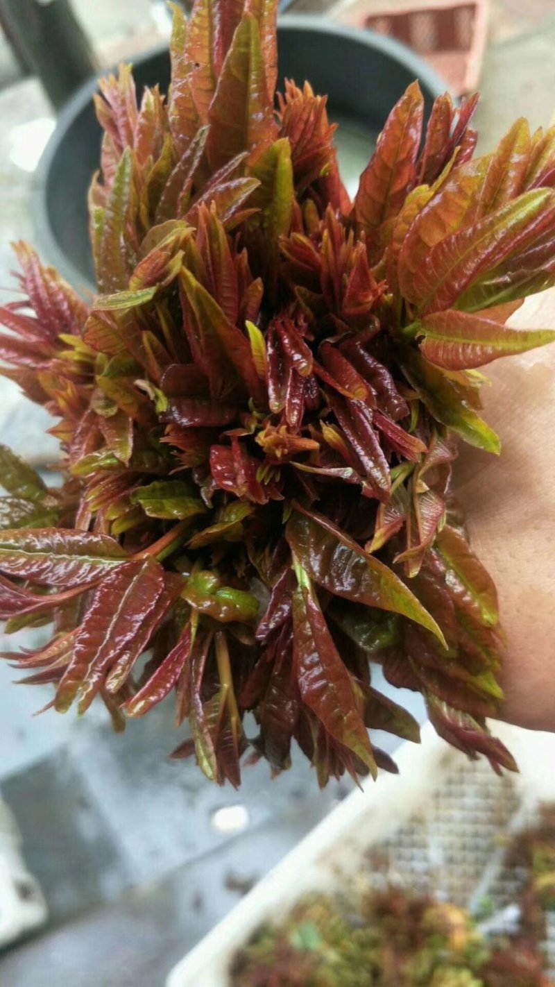 香椿芽鲜品全国批发零售