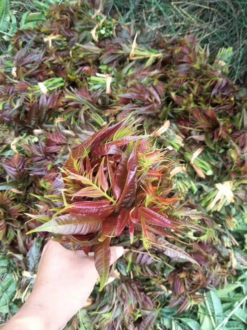 香椿芽鲜品全国批发零售