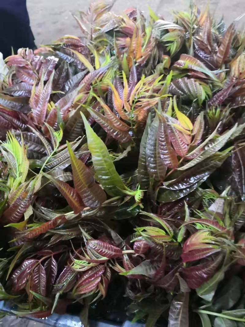 香椿芽鲜品全国批发零售