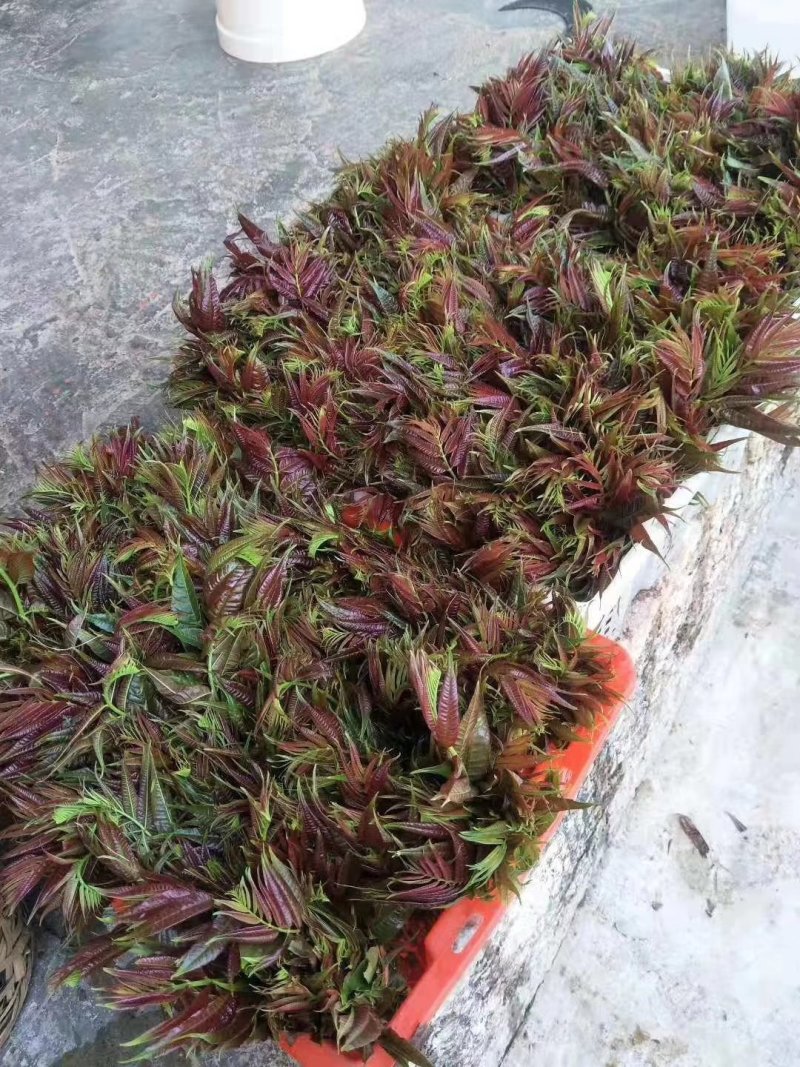 香椿芽鲜品全国批发零售