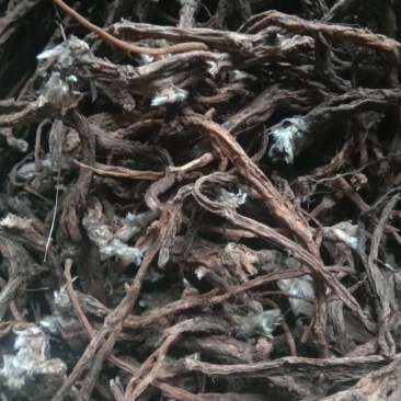 白头翁，野生滚筒水洗货
