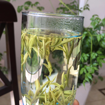 安吉白茶原产地茶农直供明前特级500克简包散装茶