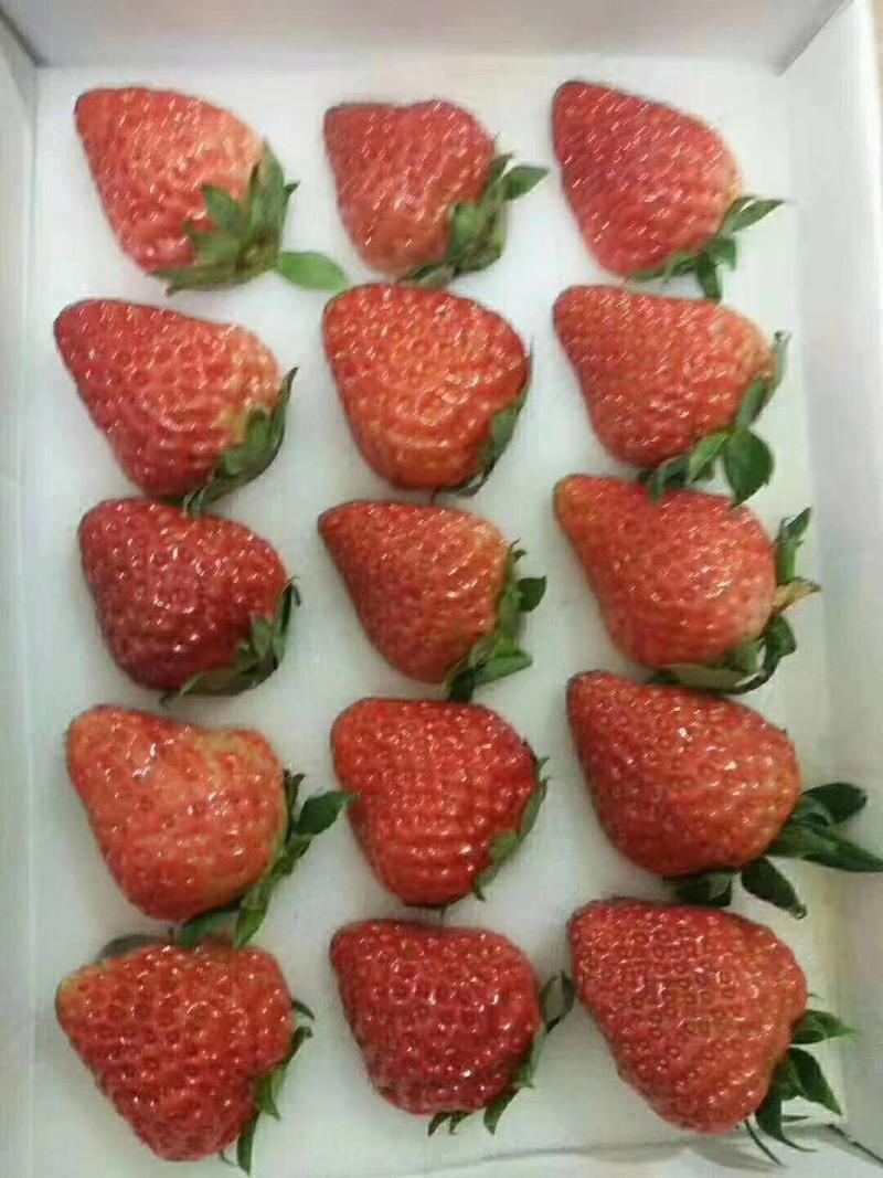 【精品】大量供应长丰红颜草莓，需要的老板可以联系我