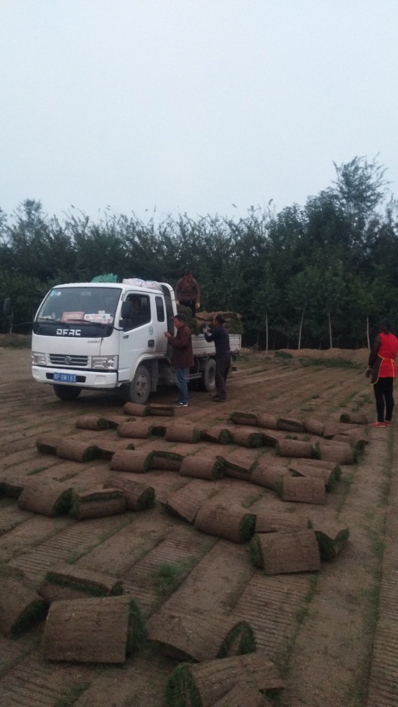 鄢陵千亩草坪基地早熟禾果岭草百慕大马尼拉