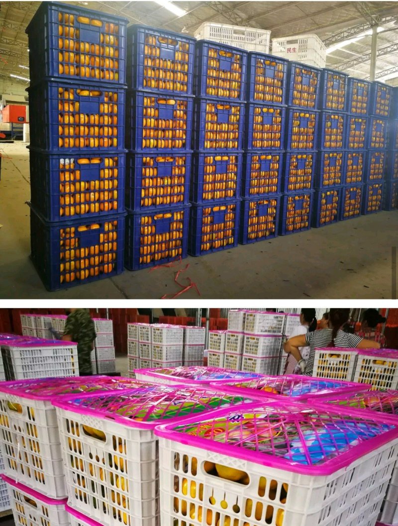 蜜橘陕西柑桔汉中柑桔城固柑橘全黄果面干净量大