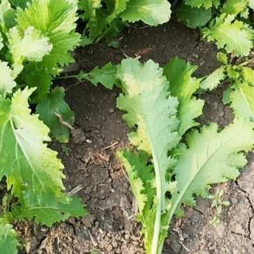 腊菜