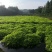 芹菜苗大别山野生水芹水芹老茎新式栽培省时省力省工