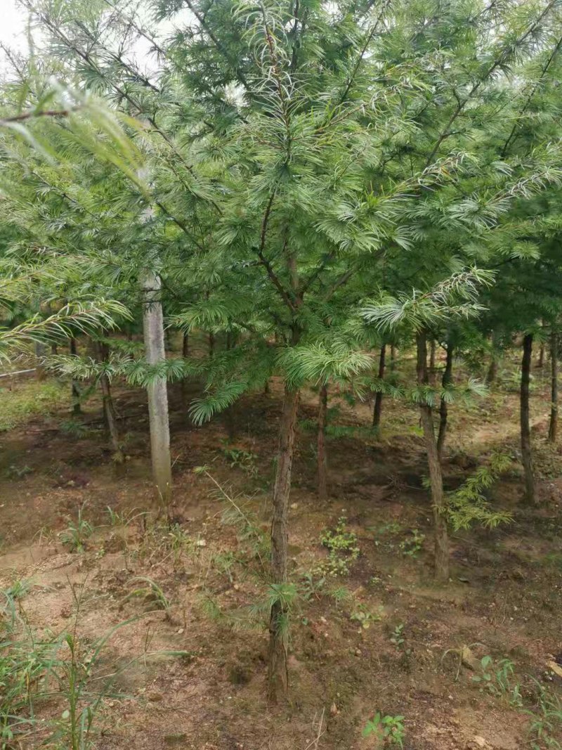 金钱松树苗金钱松盆景素材绿化工程庭院美化