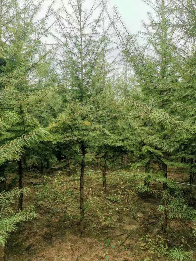 金钱松树苗金钱松盆景素材绿化工程庭院美化