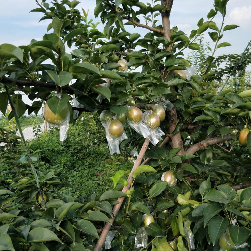 大量优质新梨七号，欢迎新老客户洽谈
