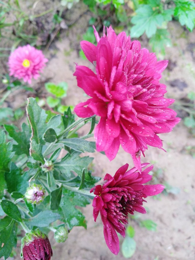 菊苗菊花苗多季开花现挖现发保湿邮寄圣丰基地直供