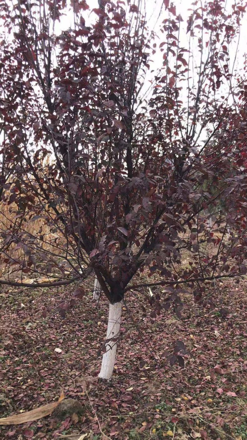 大量出售太阳李树！保质保量！规格齐！欢迎各位老板光临！