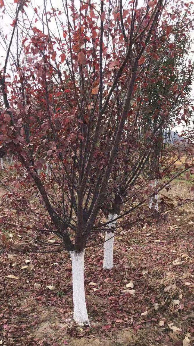 大量出售太阳李树！保质保量！规格齐！欢迎各位老板光临！